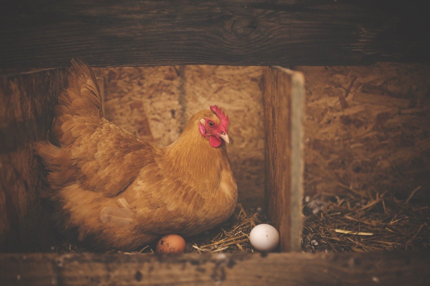 noelle wonders Chicken and egg problem: Governance in Africa is an economic matter